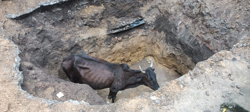 सीवर के लिए खोदे गए गड्ढे में गिरी गाय, घंटों बाद निकली