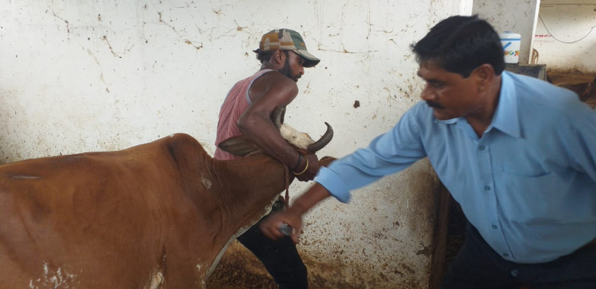 Jabalpur News: गौशाला में लंपि बीमारी की अफवाह ने उड़ाई अधिकारियों की नींद
