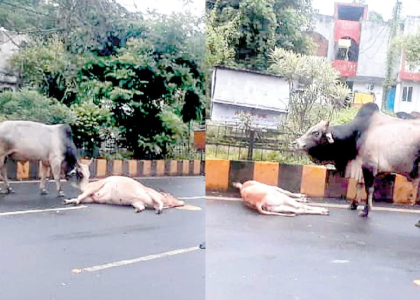 Jabalpur News: तेज रफ्तार कार गाय-बछड़े को टक्कर मार दीवार में घुसी