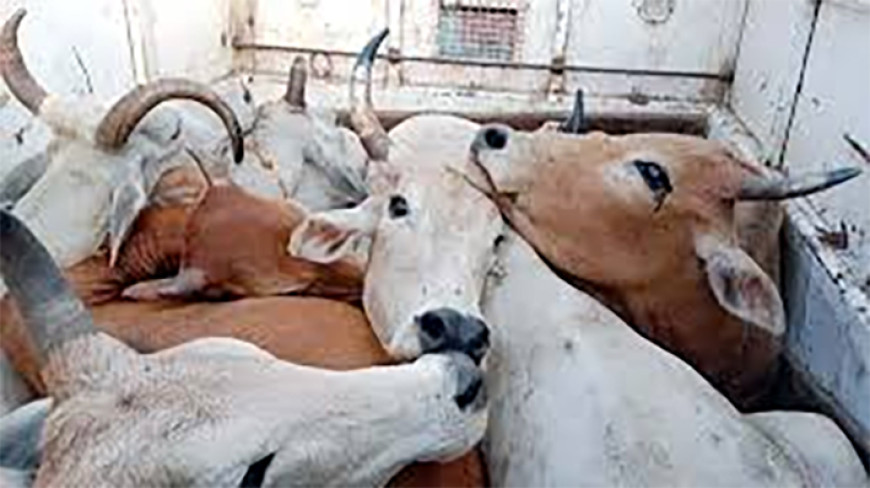 गौ तस्करी का मामले आरक्षक पर हुई कार्रवाई, आरोपियों को सूचना देने पर किया गिरफ्तार