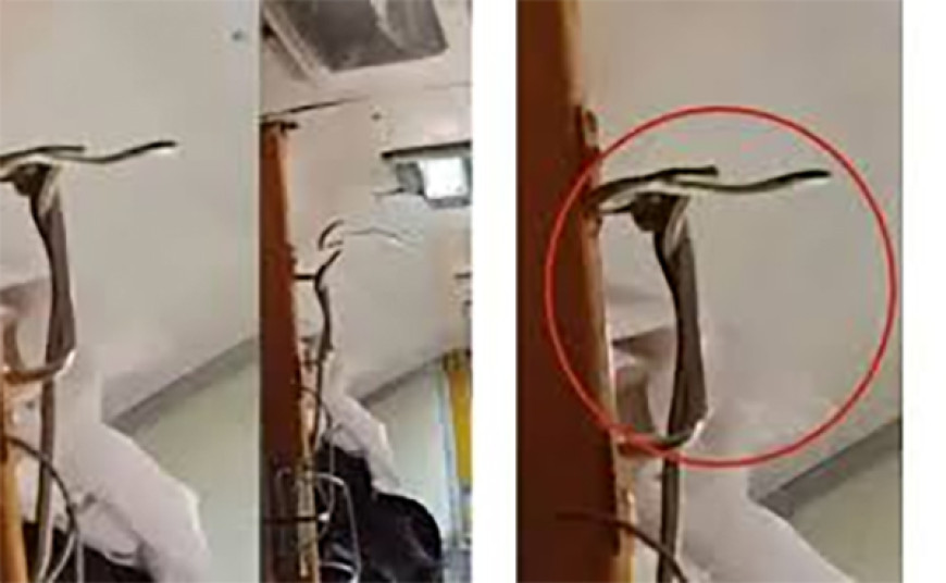'ट्रेन है या जू...': गरीब रथ एक्सप्रेस के AC कोच में निकला सांप, यात्रियों की निकल गईं चीखें