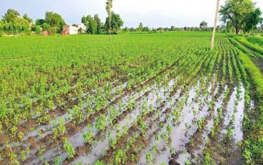 Jabalpur News: मावठे से होगी 2024 की विदाई,  27 दिसंबर से पावरफुल डब्ल्यूडी हो रहा सक्रिय