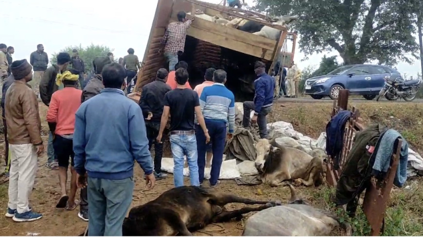 Jabalpur News: लोडिंग वाहन में भरकर ले जाए जा रहे थे गौवंश, कटंगी के बोरिया में वाहन छोड़ फरार हुए आरोपी
