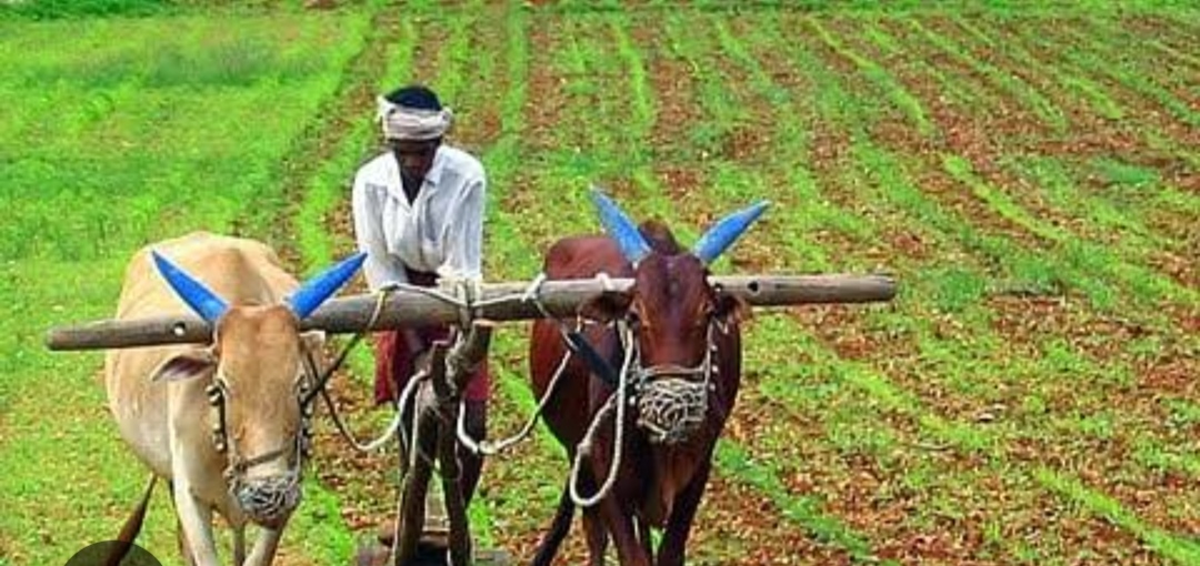  किसानों को सलाह : कम पानी और कम समय में तैयार होने वाली किस्मों का उपयोग करें किसान   