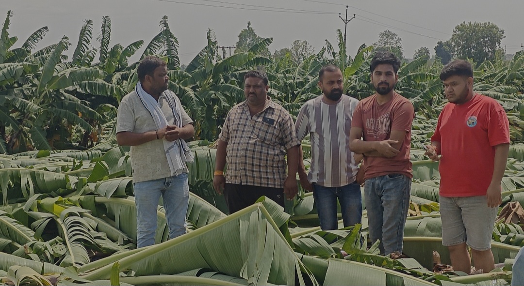 खकनार क्षेत्र में शनिवार रात आये हवा तूफान बे मौसम बारिश से किसानों की केला फसल बर्बाद