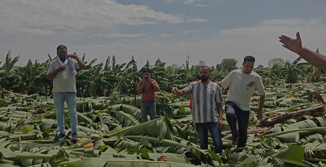 खकनार क्षेत्र में शनिवार रात आये हवा तूफान बे मौसम बारिश से किसानों की केला फसल बर्बाद