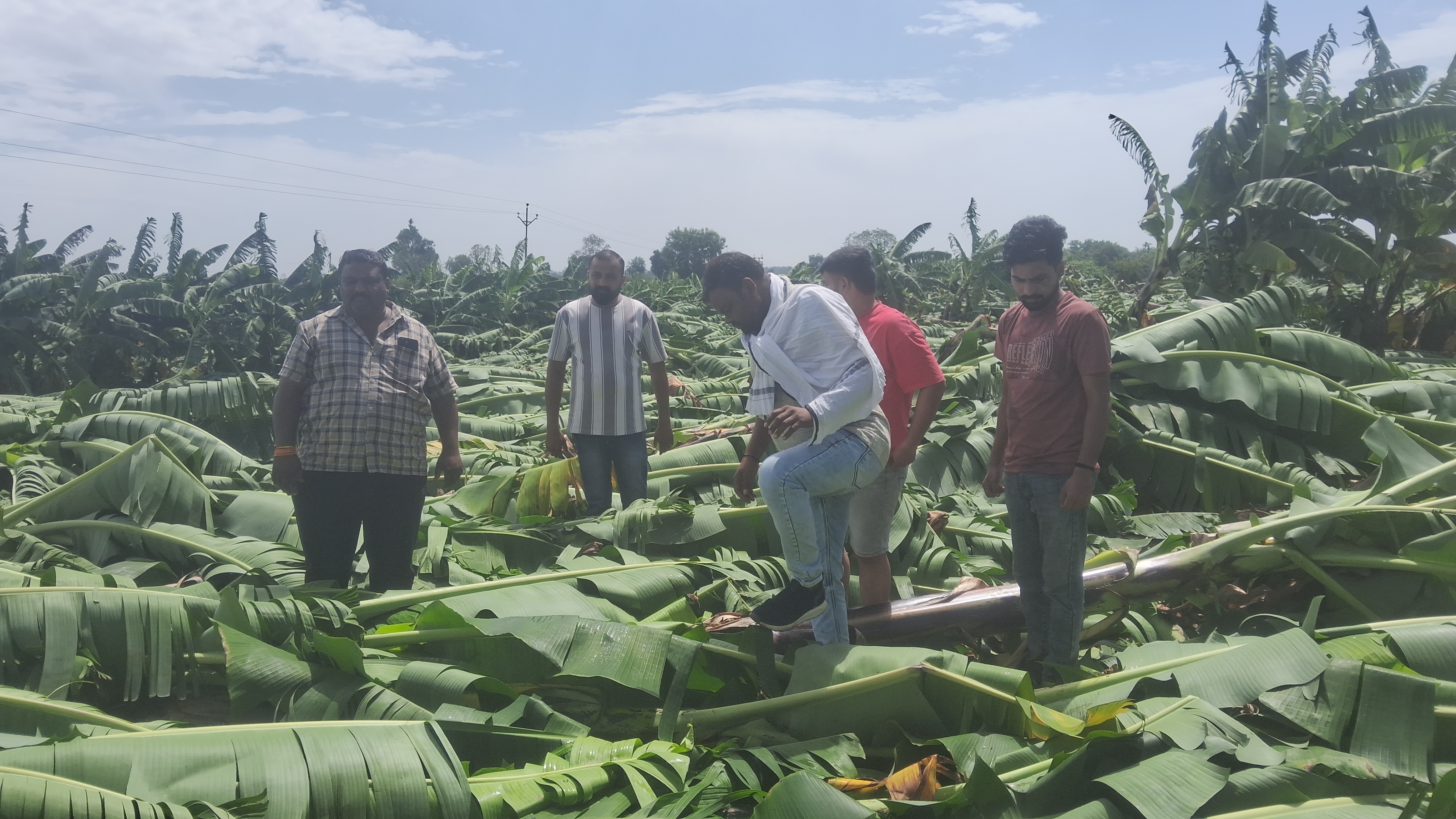 खकनार क्षेत्र में शनिवार रात आये हवा तूफान बे मौसम बारिश से किसानों की केला फसल बर्बाद