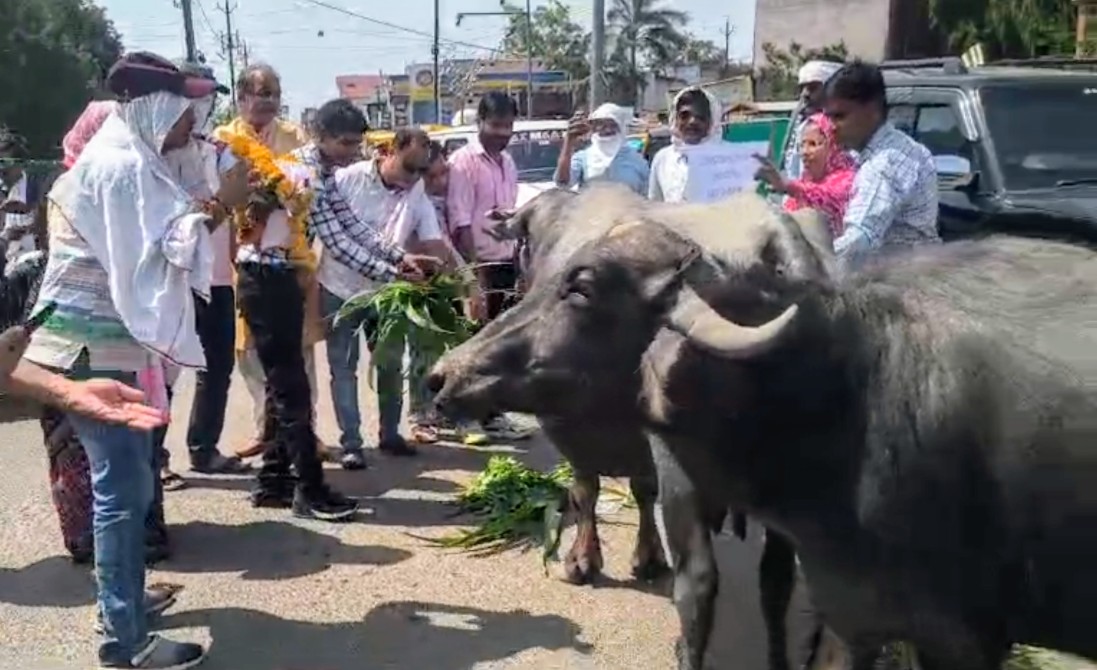 संविदा कर्मचारियों की अनोखी हड़ताल: भैंस के आगे बीन बजाकर जताई नाराजगी 