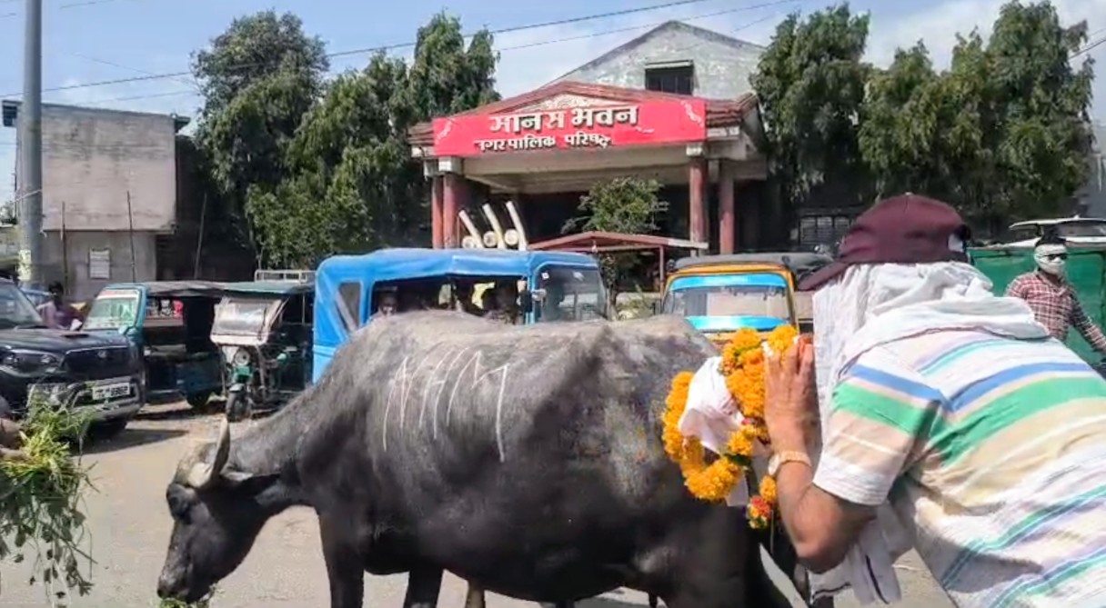 संविदा कर्मचारियों की अनोखी हड़ताल: भैंस के आगे बीन बजाकर जताई नाराजगी 