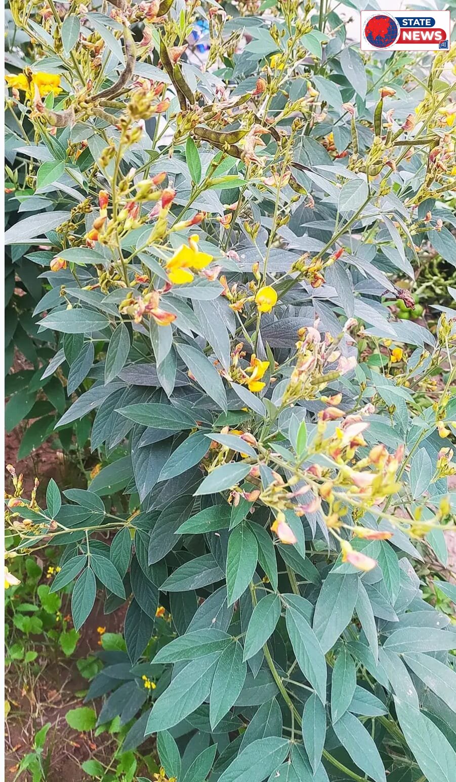 राष्ट्रीय बीज निगम के माध्यम से किसानों को  IPA -1506  अरहर (तुवर ) बीज अपनाने के लिए किया जा रहा है प्रेरित