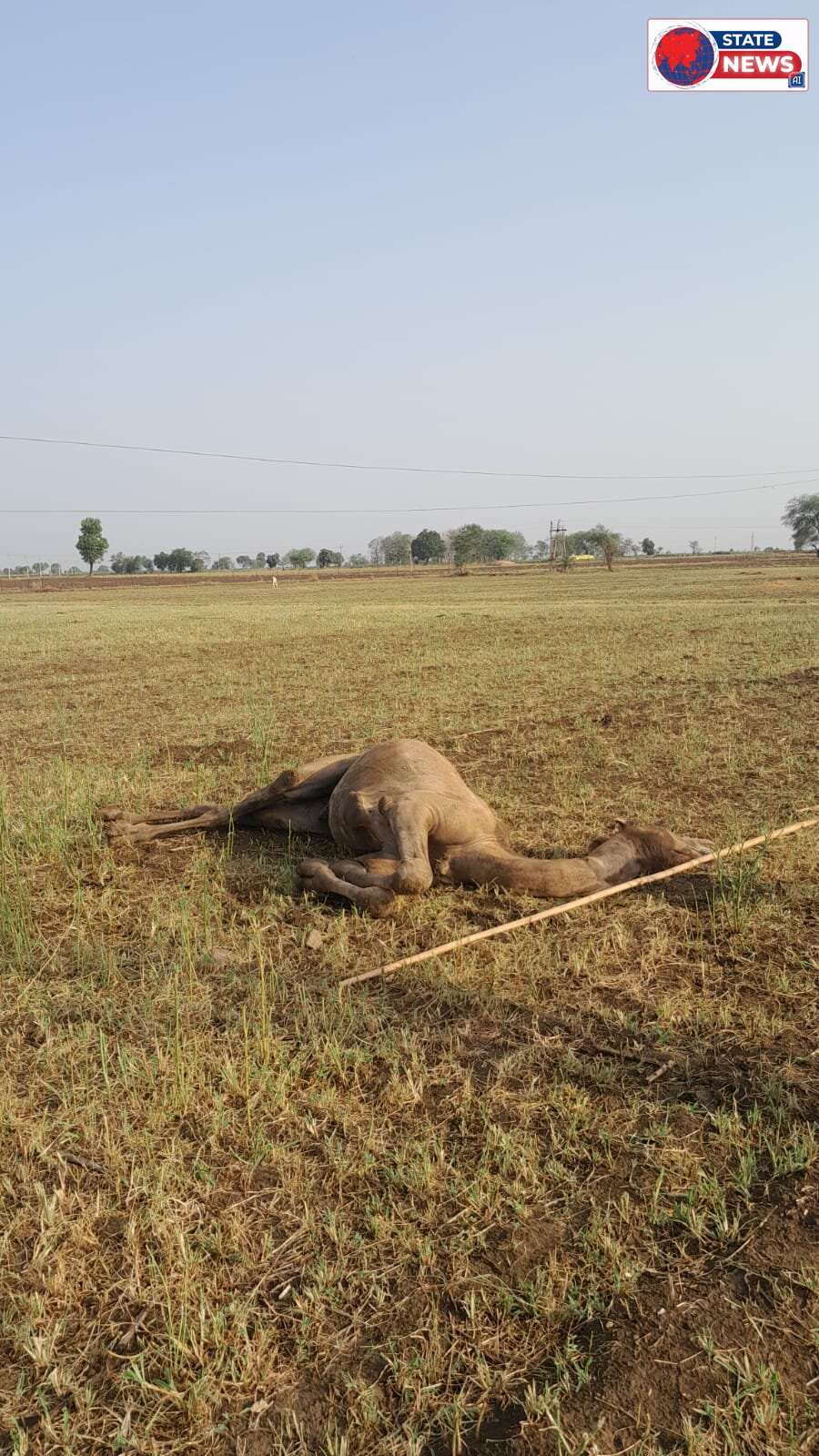​गुना: बिजली विभाग की घोर लापरवाही, जमीन तक लटके 11 KV तारों की चपेट में आकर ऊंट की मौत