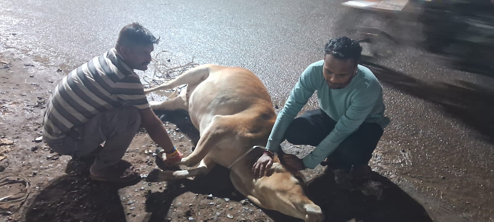 घायल गौवंश की सेवा कर यश गुगनानी ने पेश की मानवता की मिसाल