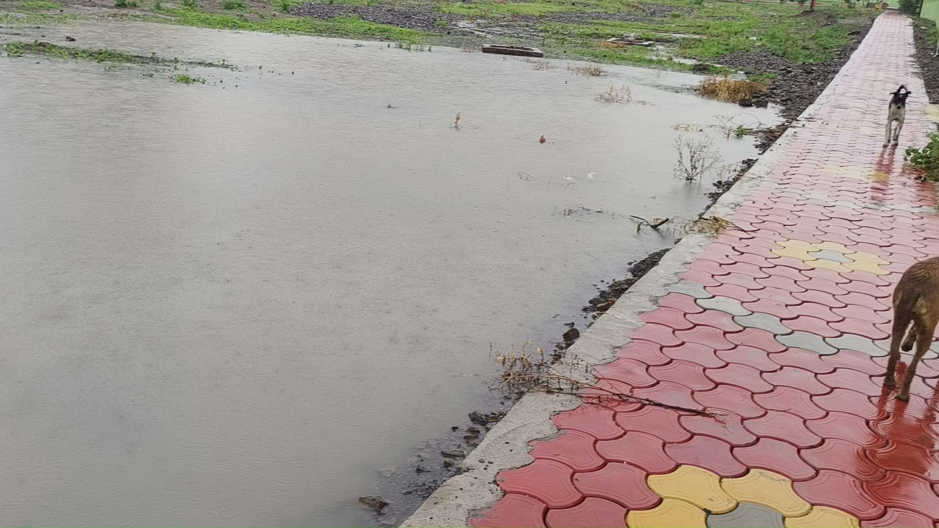 नेपानगर के वार्ड क्रमांक 11 का गार्डन बारिश से बना तालाब