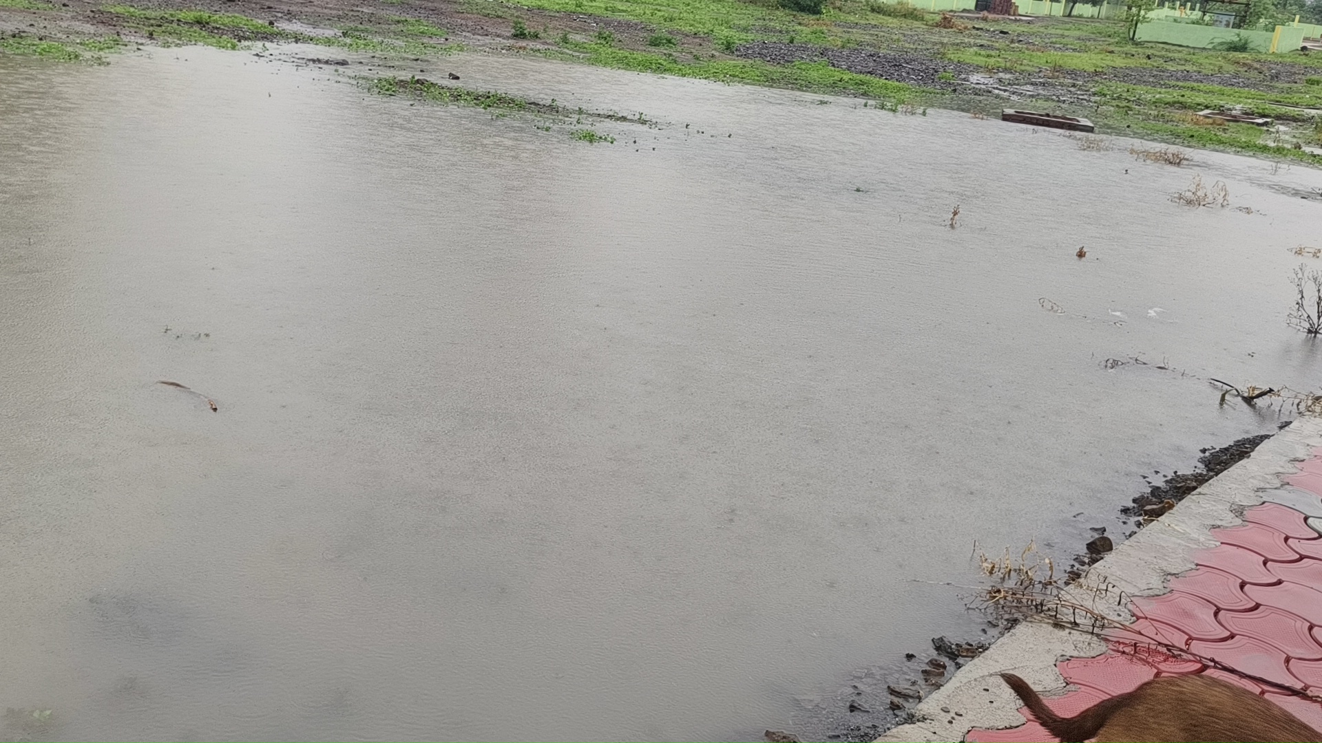 नेपानगर के वार्ड क्रमांक 11 का गार्डन बारिश से बना तालाब
