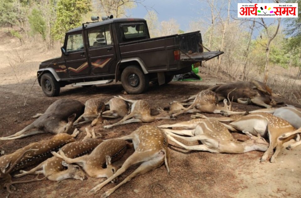 कटनी में सनसनी: एक साथ 15 वन्यजीवों की मौत, वन विभाग में हड़कंप