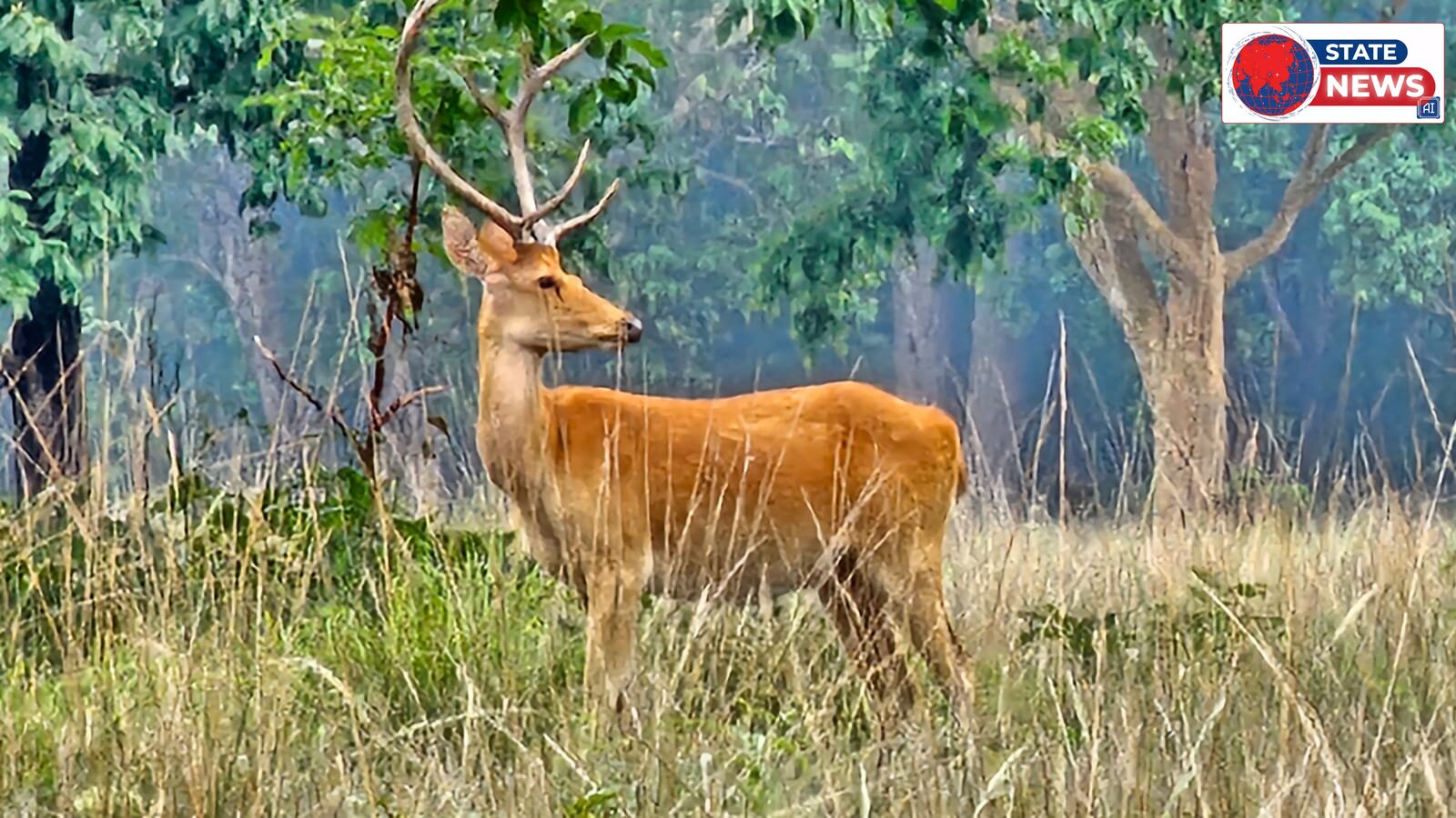 आज से कान्हा नेशनल पार्क में भ्रमण बंद 1 अक्टूबर से होगा पुनः शुरू