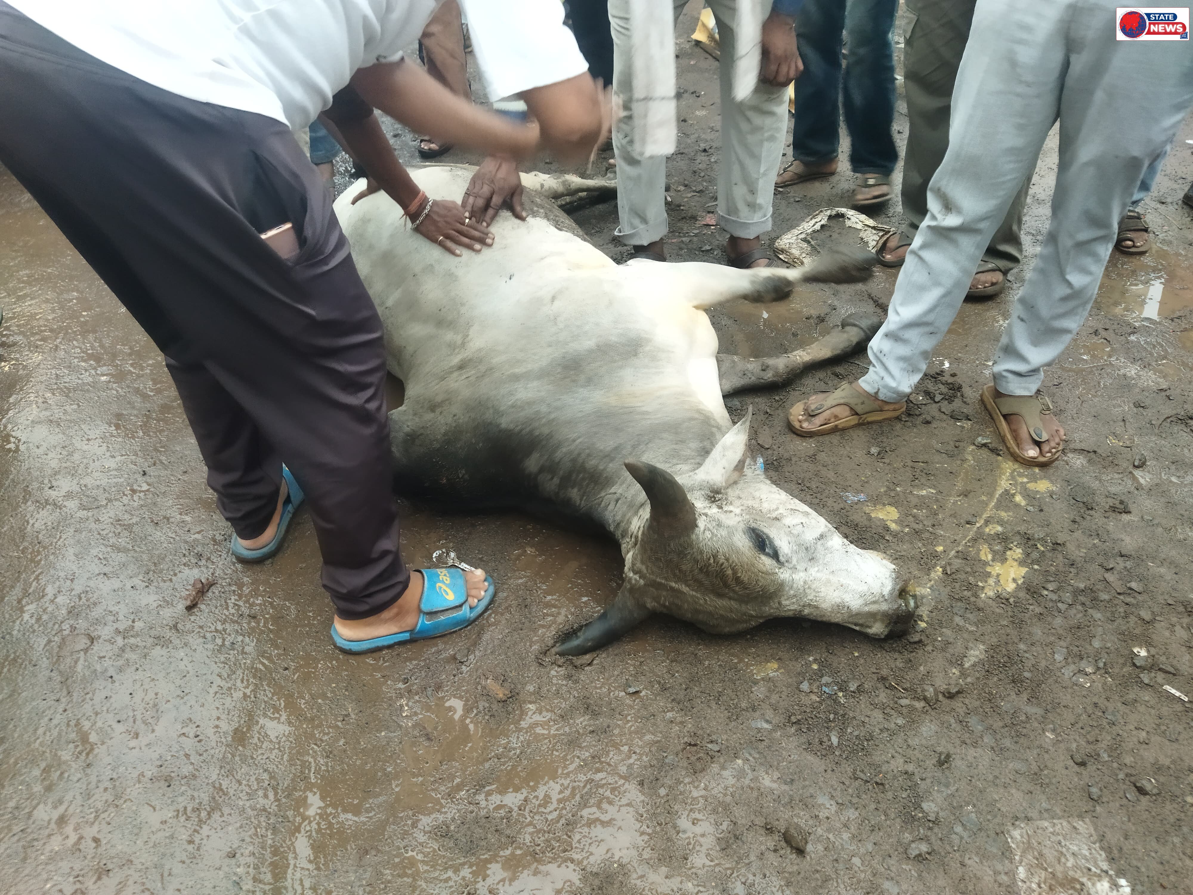 गुना की सड़कों पर बेजुबानों का 'कब्रिस्तान': बिजली विभाग की लापरवाही ने फिर ली जान, क्या किसी बड़ी इंसानी आपदा का इंतजार है? ​गुना: क्या हमार