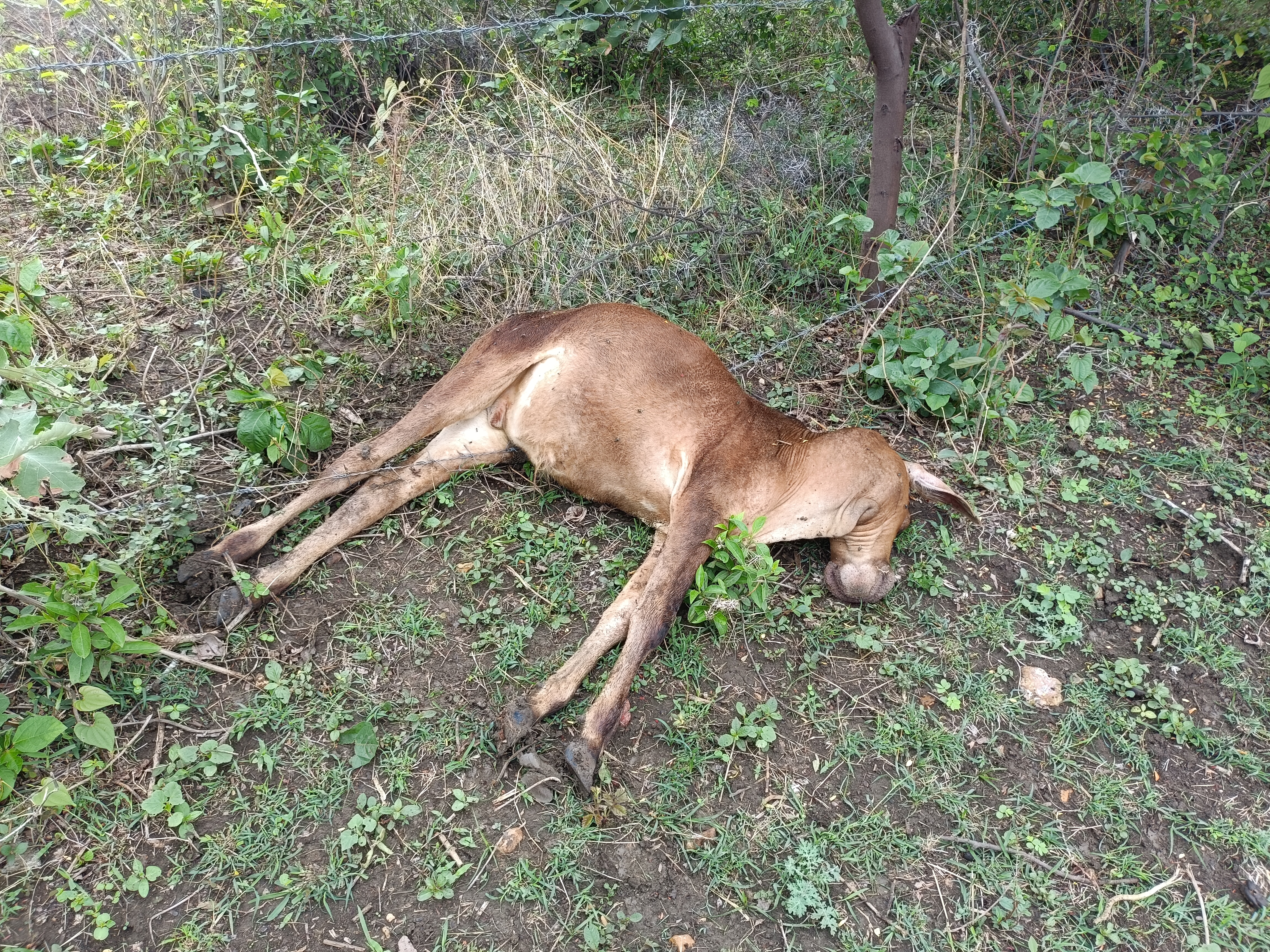 करंट की चपेट में आने से दो की मौत 