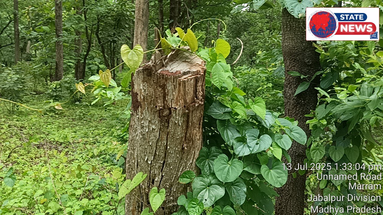 सौसर क्षेत्र के मरार्म मोहगांव क्षेत्र में अंधाधुंध कट रहे सागौन के पेड़ वन विभाग का पेड़ लगाने का हाई वोल्टेज ड्रामा आखिर क्यों