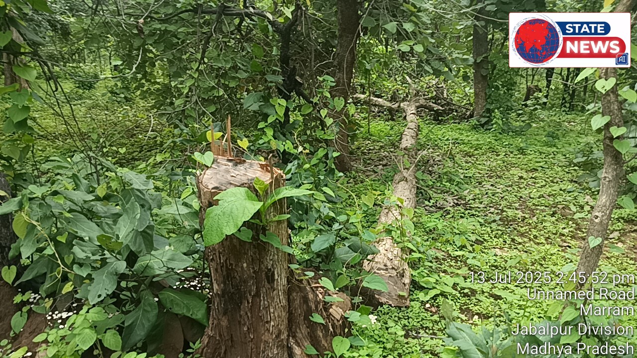 सौसर क्षेत्र के मरार्म मोहगांव क्षेत्र में अंधाधुंध कट रहे सागौन के पेड़ वन विभाग का पेड़ लगाने का हाई वोल्टेज ड्रामा आखिर क्यों