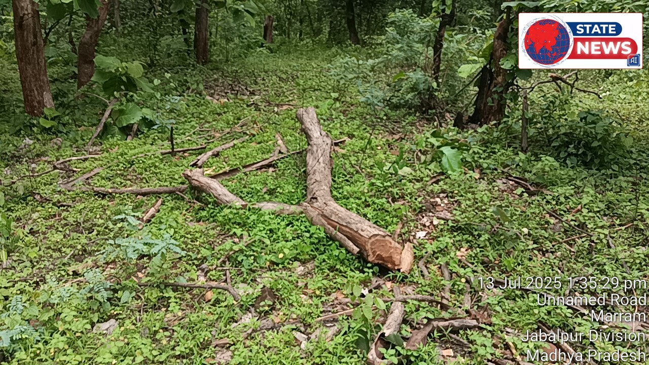 सौसर क्षेत्र के मरार्म मोहगांव क्षेत्र में अंधाधुंध कट रहे सागौन के पेड़ वन विभाग का पेड़ लगाने का हाई वोल्टेज ड्रामा आखिर क्यों