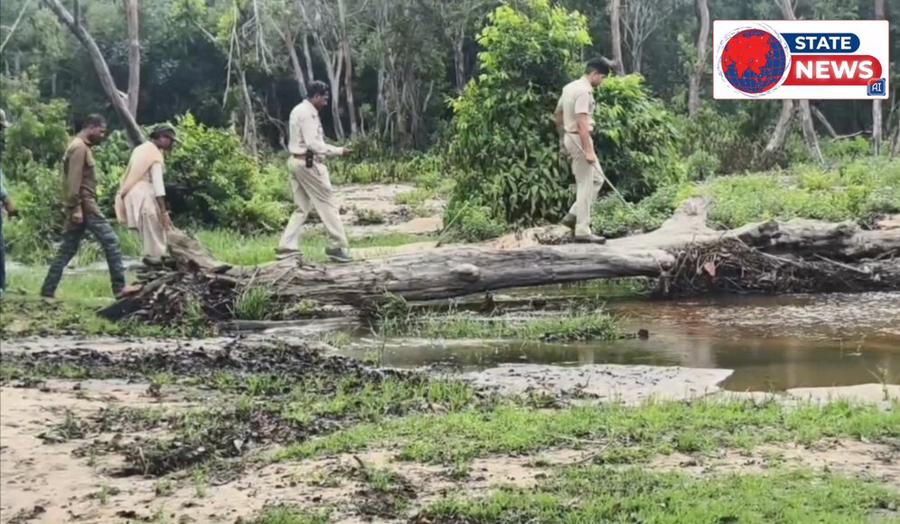 मानसून में हाई अलर्ट पर बांधवगढ़ टाइगर रिजर्व,सभी 9 रेंजों में विशेष गश्त_*  _मानसून के मौसम में वन्यजीवों की सुरक्षा और जंगलों की प्रभा