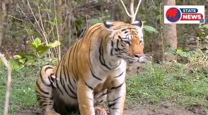 कान्हा नेशनल पार्क में रिकॉर्ड तोड़ कमाई