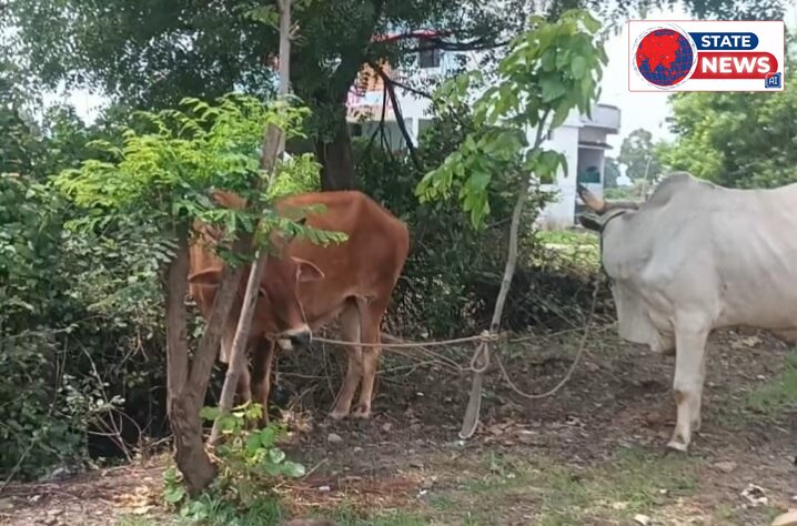 महाराष्ट्र सीमा पर गौवंश से भरी पिकअप पकड़ी, 13 गौवंश मुक्त; दो तस्कर हिरासत में