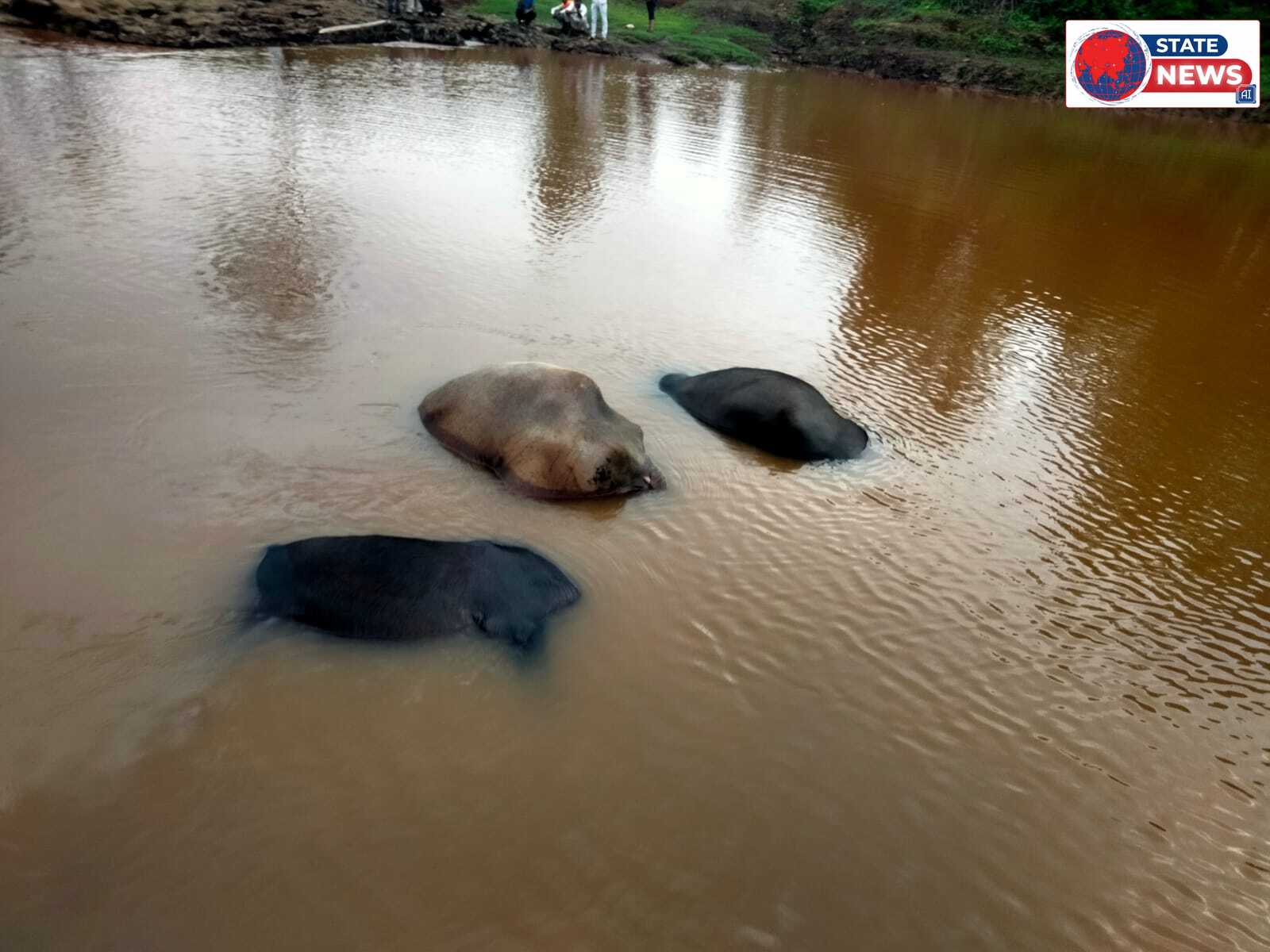 नवाड़ में अस्थायी विद्युत तार टूटने से करंट फैला, चार पशुओं की मौत; विभाग पर उठे सवाल।