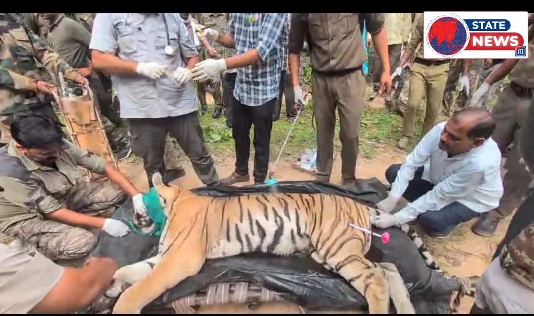 कान्हा नेशनल पार्क में हमले के बाद बाघिन T 2के रेस्क्यू 