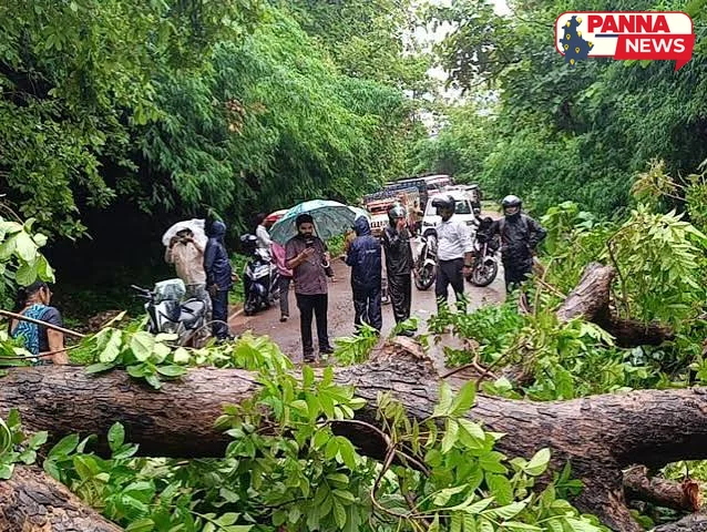 पन्ना जिले के विश्रामगंज घाटी में गिरा विशालकाय पेड़, मुख्य मार्ग बाधित