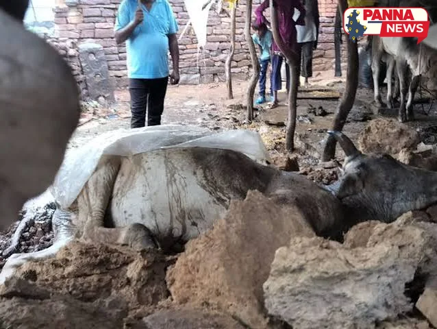 पन्ना: शाहनगर में भारी बारिश का कहर, कच्चा मकान ढहने से एक मवेशी की मौत