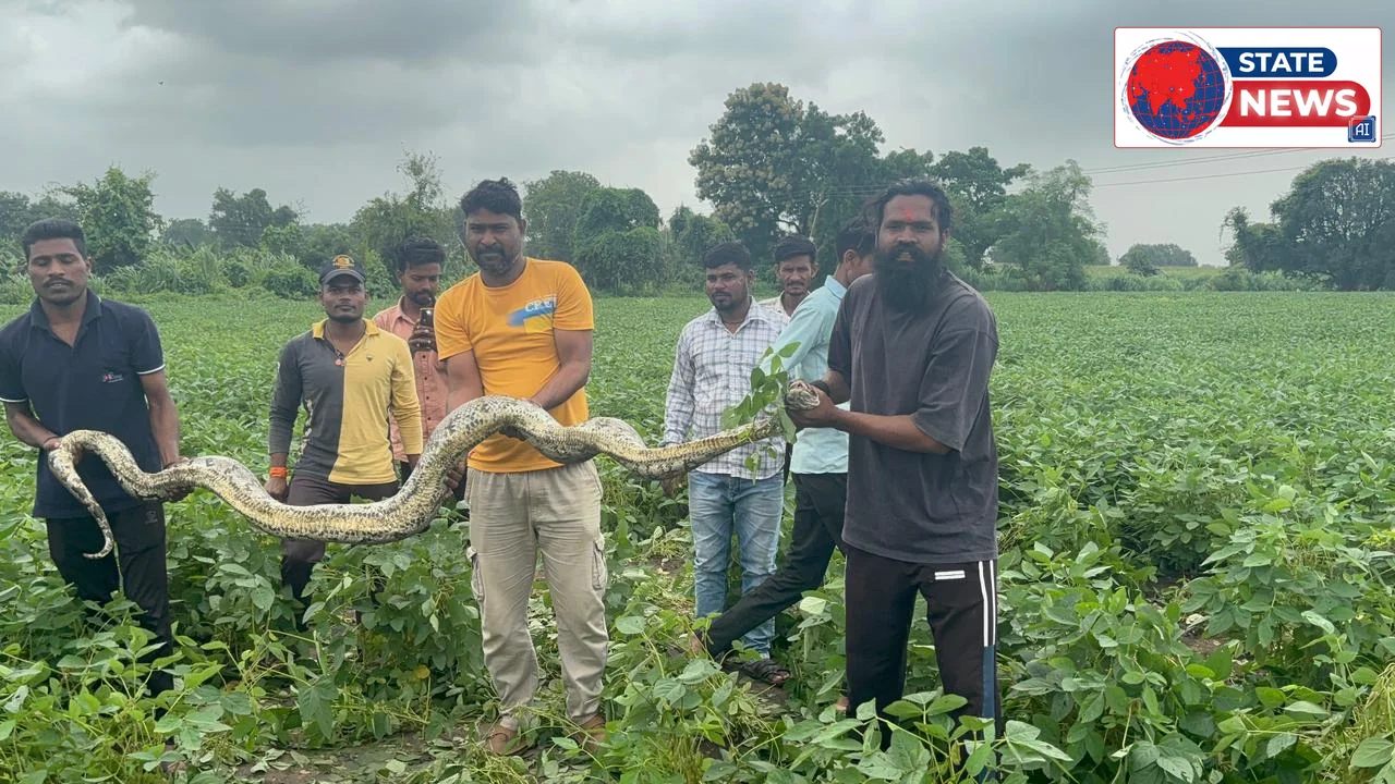 हैदरपुर में 15 फीट लंबे अजगर से मचा हड़कंप, सियार का शिकार कर खेत में छिपा था विशालकाय सांप