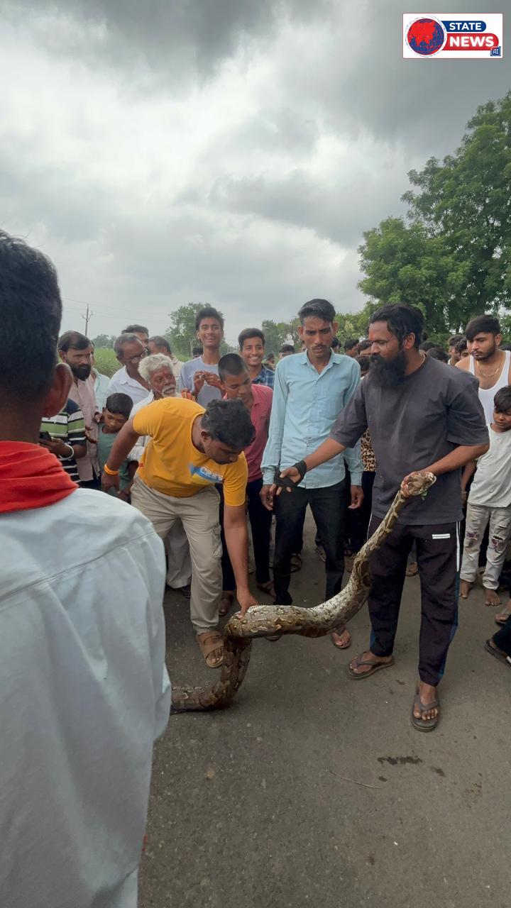 हैदरपुर में 15 फीट लंबे अजगर से मचा हड़कंप, सियार का शिकार कर खेत में छिपा था विशालकाय सांप