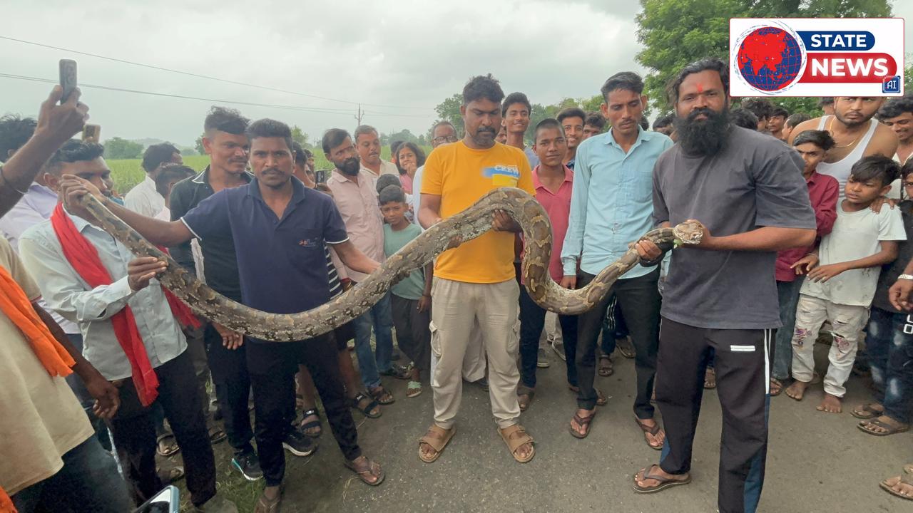 हैदरपुर में 15 फीट लंबे अजगर से मचा हड़कंप, सियार का शिकार कर खेत में छिपा था विशालकाय सांप
