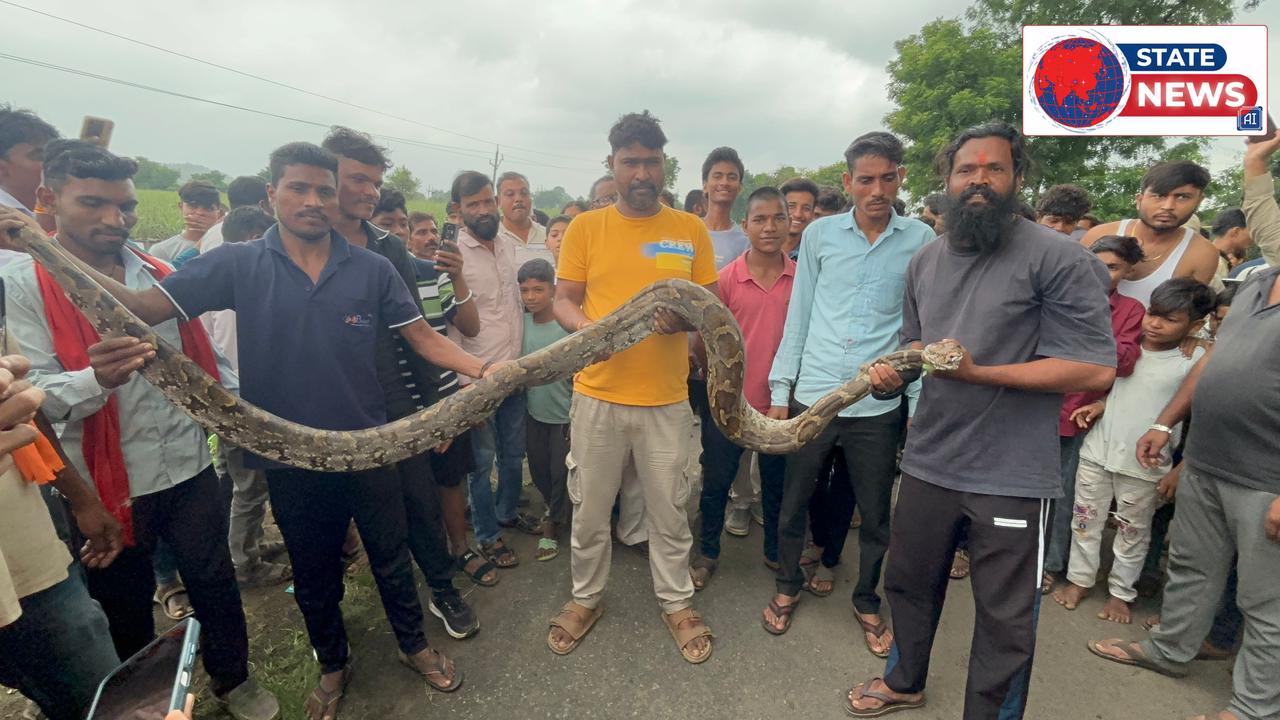 हैदरपुर में 15 फीट लंबे अजगर से मचा हड़कंप, सियार का शिकार कर खेत में छिपा था विशालकाय सांप