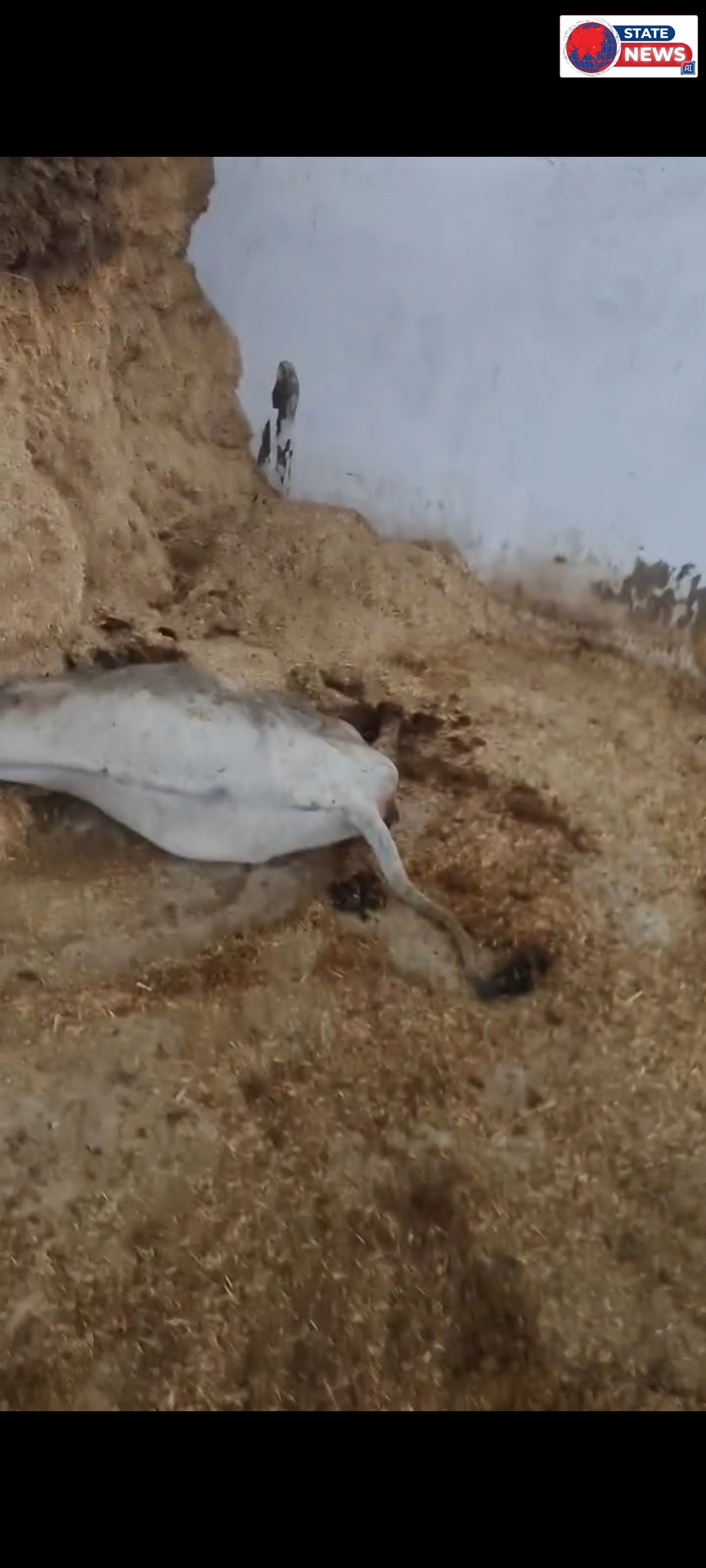 गौशाला में गौवंश को नहीं मिल रहा चारा पानी 