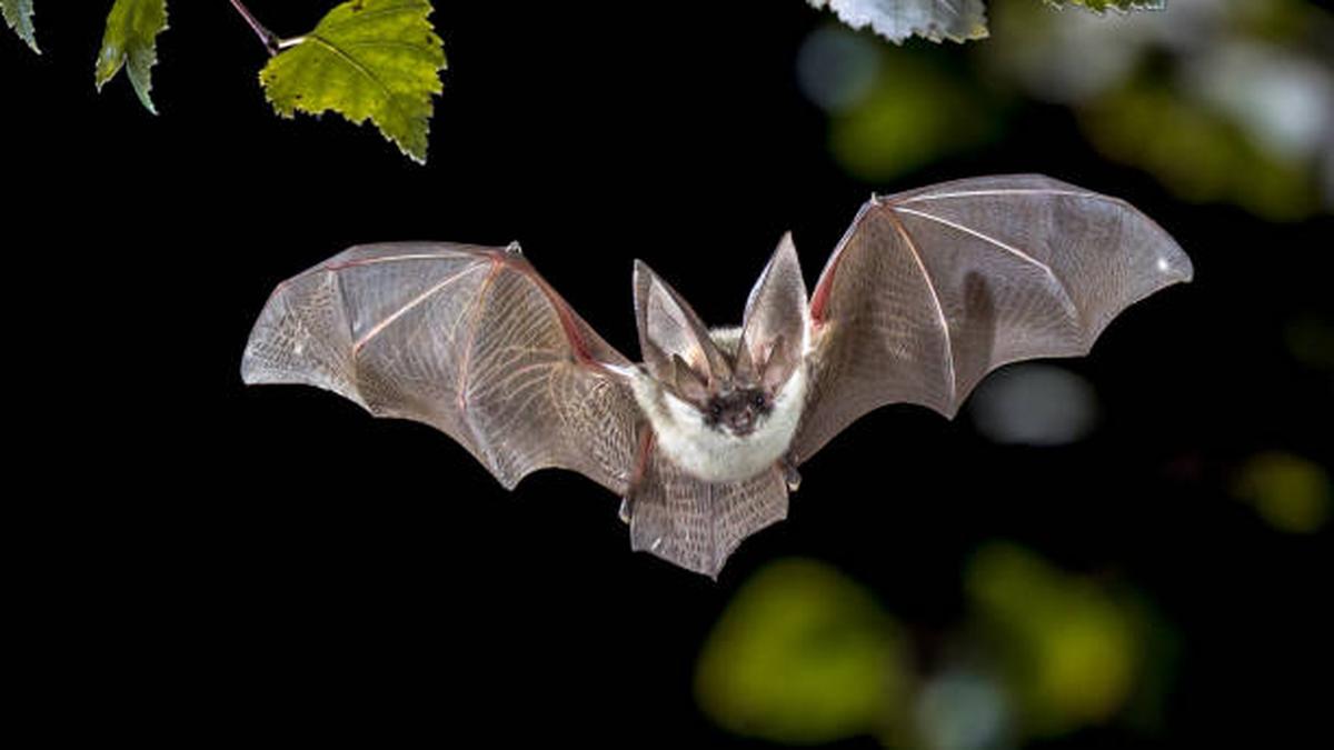Why Bats Remain Healthy Despite Carrying Dangerous Viruses: A Scientific Exploration