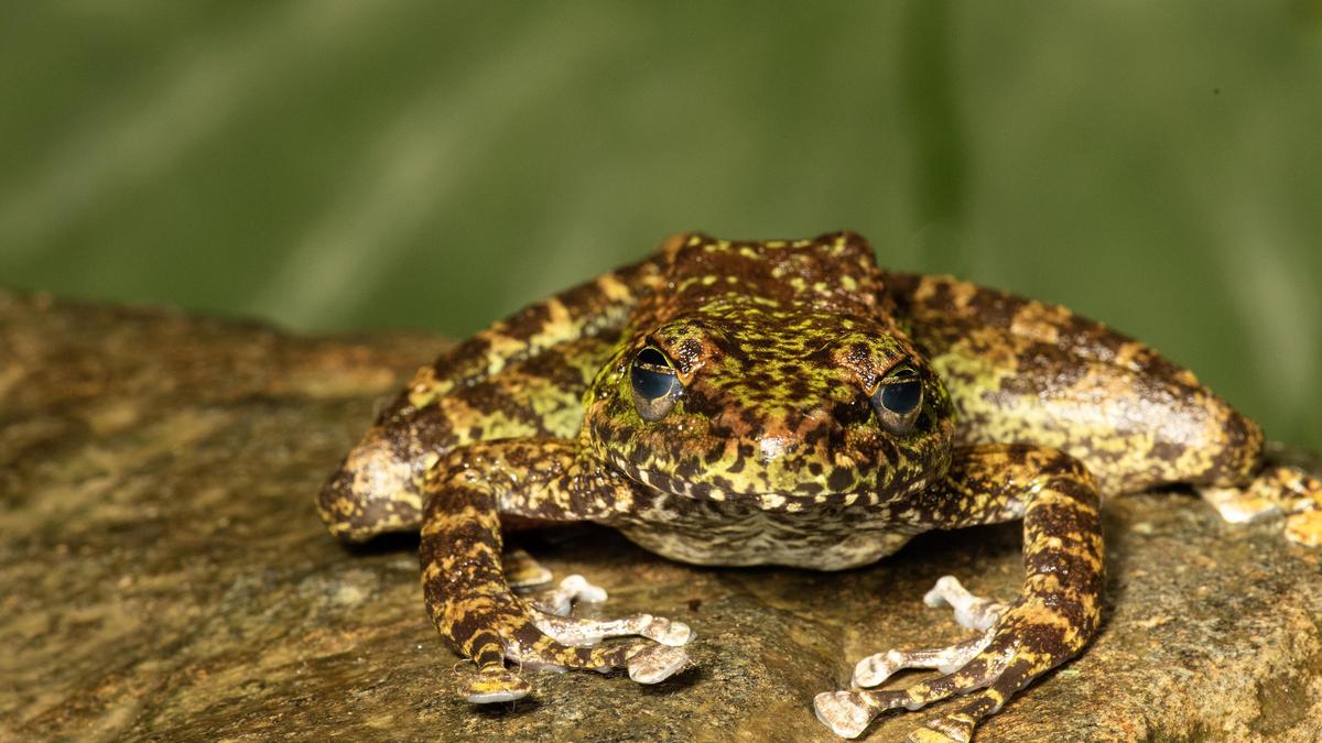 New Cascade Frog Species Found in Northeast India; One Named After Kerala's Padmini Varkey