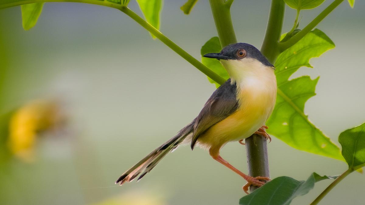 Melbourne's Melodies: Unraveling the Evolution of Bird Songs in Australia