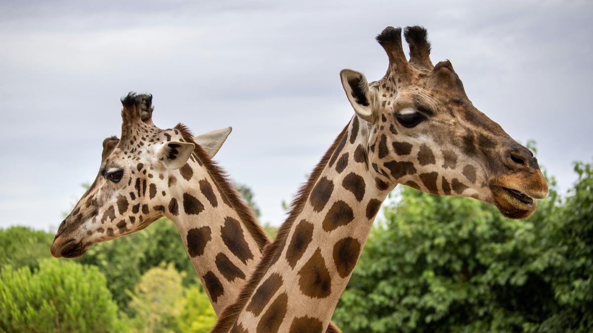 Why Do Humans Struggle to Differentiate Between Animal Faces?