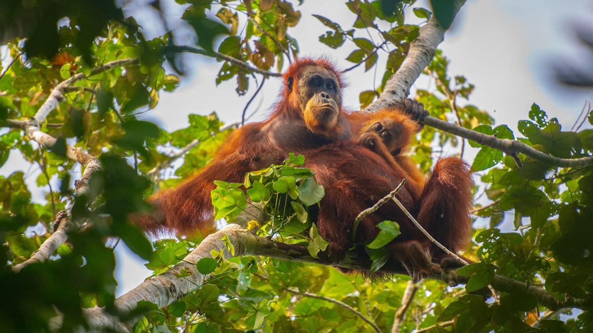 AI Wildlife Images Spark Conservationists' Concerns Over Public Safety and Misleading Information