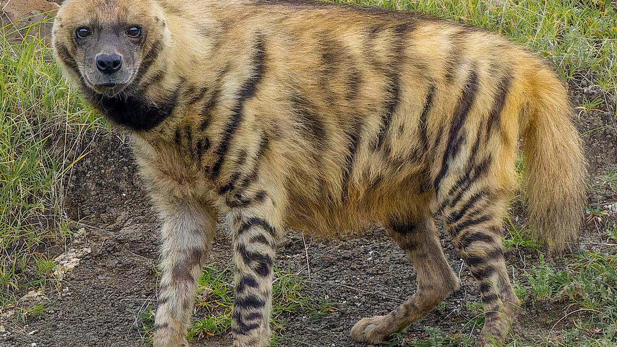 Striped Hyenas: Unsung Heroes of India's Clean-Up Crew, Yet Still Misunderstood