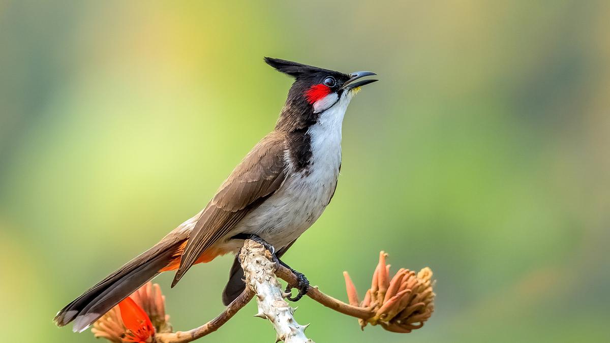 Unveiling the Secret Eight-Note Alphabet Behind Every Birdsong Worldwide