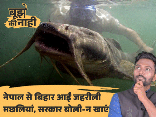 नेपाल से बहकर आई खतरनाक मछलियाँ: इंसानों को निगलने वाली, सड़ा मांस खाने की कहानी