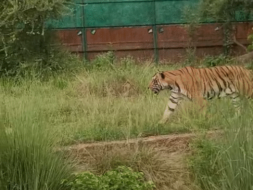 जयपुर चिड़ियाघर में टाइगर का हमला, महिला की मौत: नाहरगढ़ पार्क में दर्दनाक हादसा