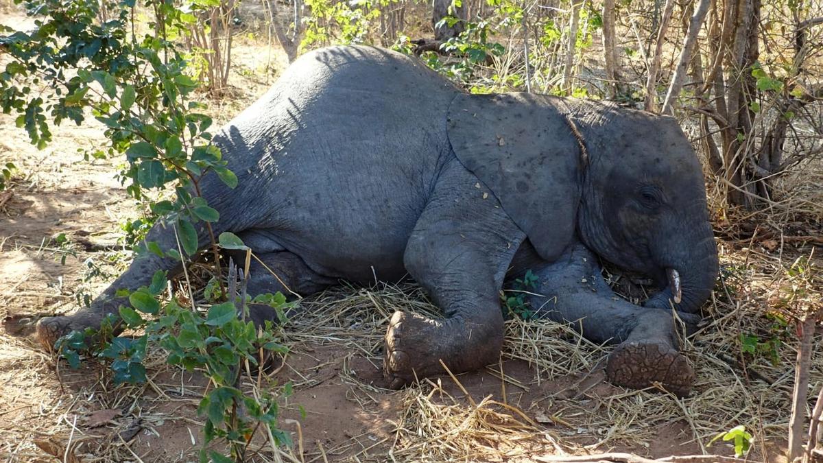 Pawan Kalyan Demands Probe After Wild Elephant Electrocuted in Chittoor District