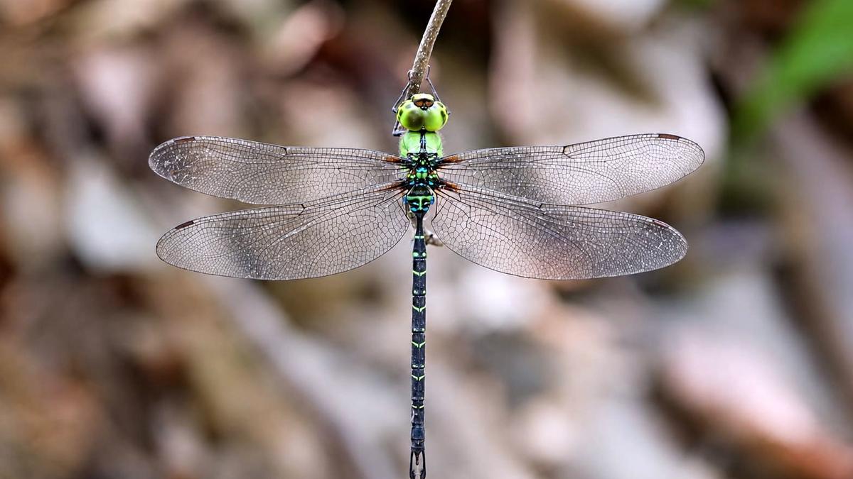 Spoon-tailed Duskhawker Discovery in Arunachal Boosts India's Dragonfly Diversity