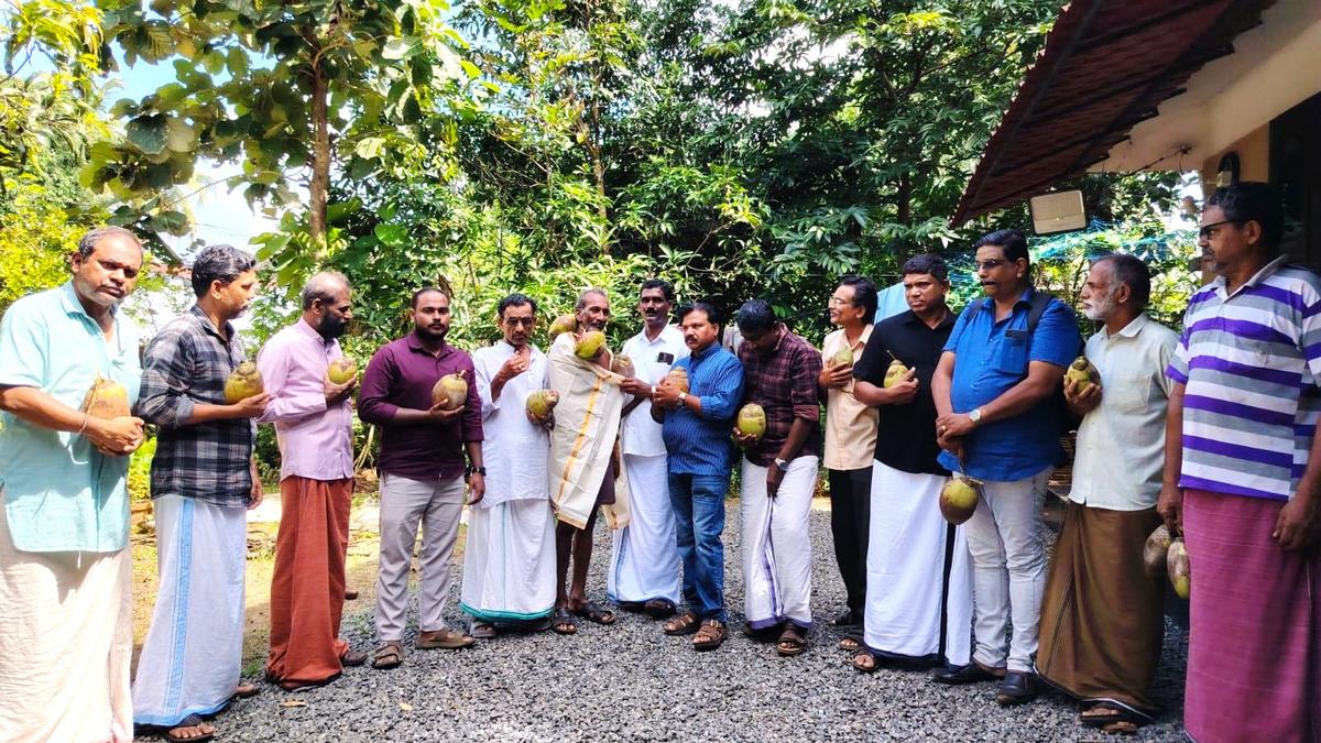 Sasi Climbs Coconut Trees from Boyhood to 70, Defying Age in Kerala's Palms