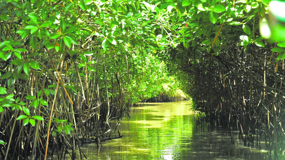 Pichavaram Mangroves Valued at ₹2,485.38 Crore Reveals New Ecosystem Study